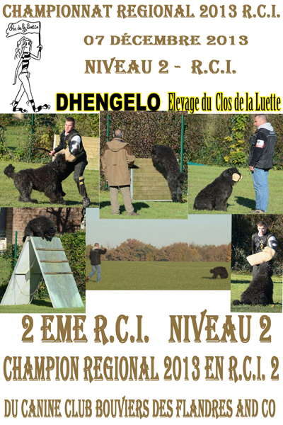 DHENGELO elevage du clos de la Luette ©